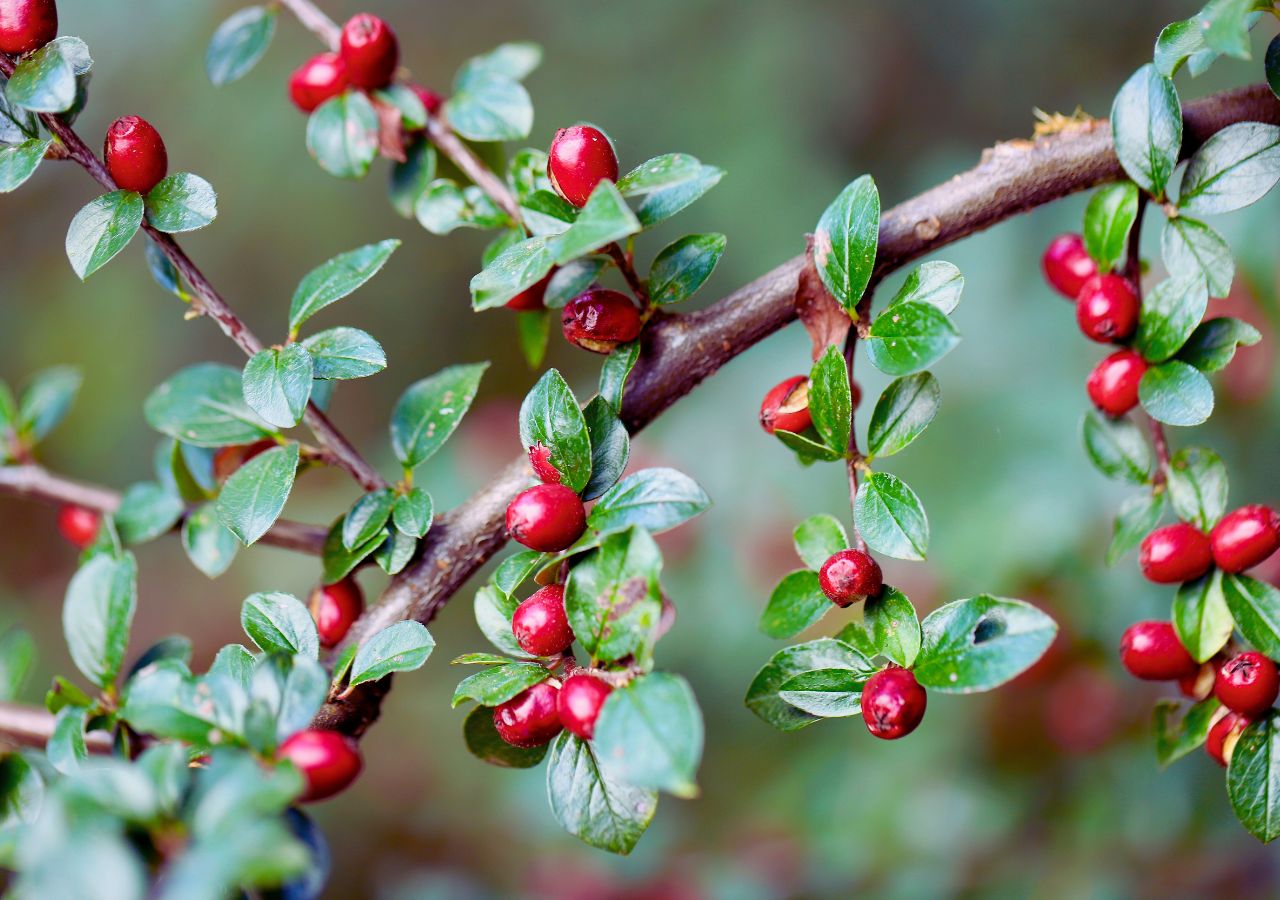 Owoce i liście irgi poziomej