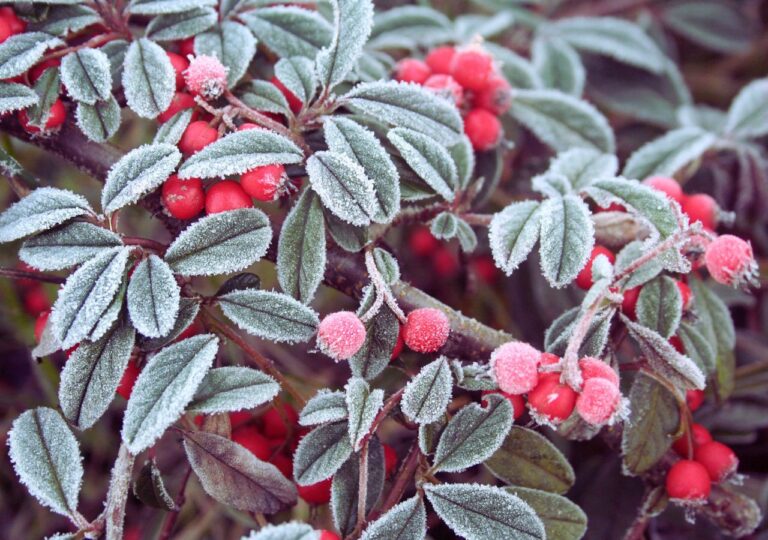 Irga pozioma - liście owoce krzewu pokryte szronem