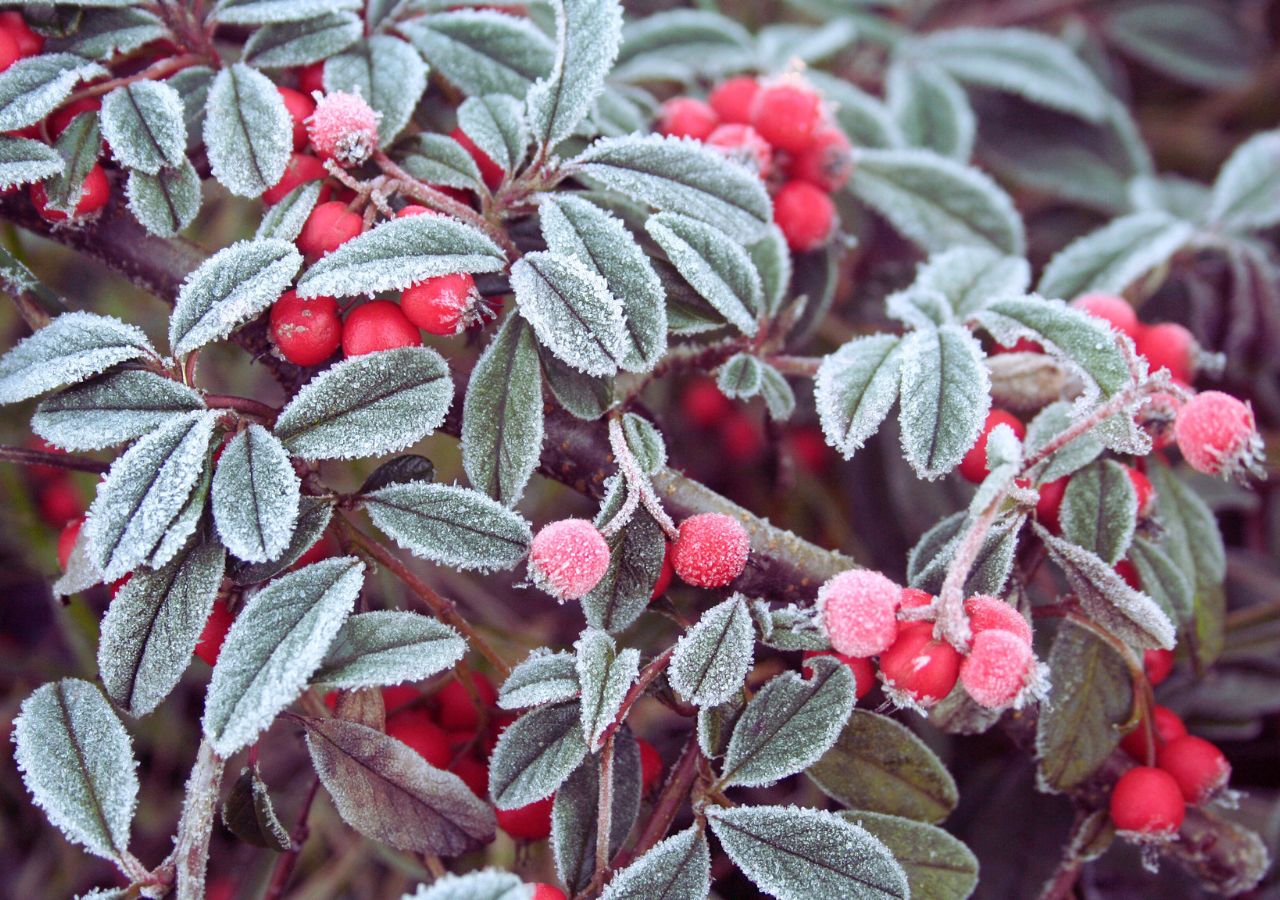 Irga pozioma - liście owoce krzewu pokryte szronem