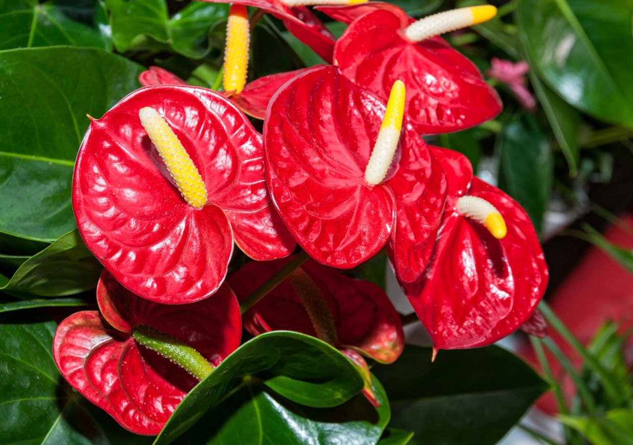 Pięknie wybarwione na czerwono anturium