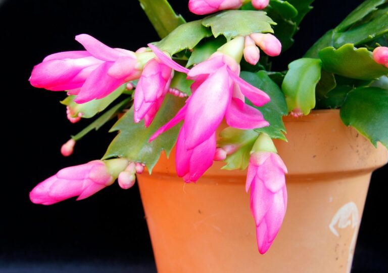 Różowy grudnik w ceramicznej doniczce