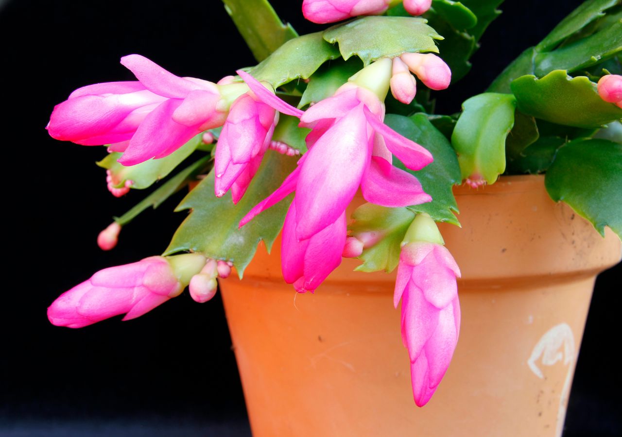 Różowy grudnik w ceramicznej doniczce