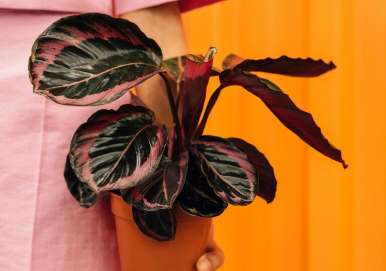 Kalatea z uszkodzonymi liśćmi w wyniku przelania