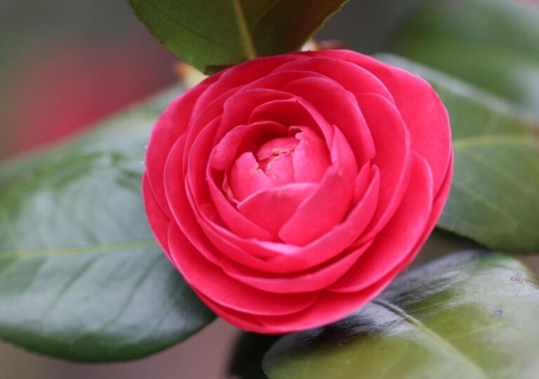 Kamelia japońska o pełnych kwiatach