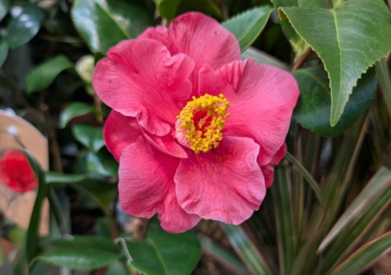 Kwiat kamelii japońskiej w zbliżeniu