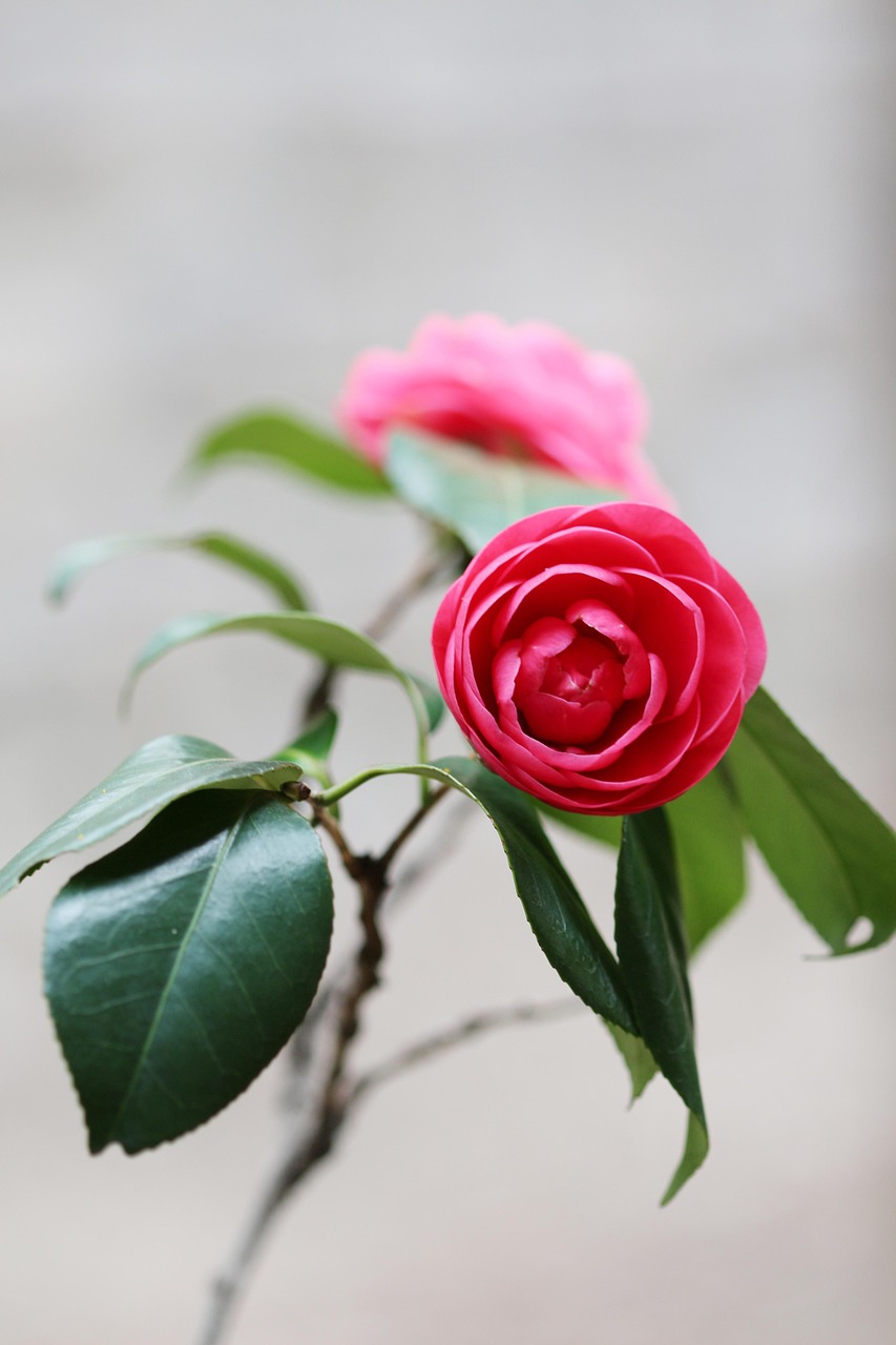 Motym kamelii często przewoja się w sztuce japońskiej