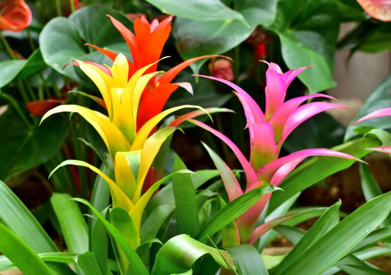 Kolorowe guzmanie rosnące w grupie