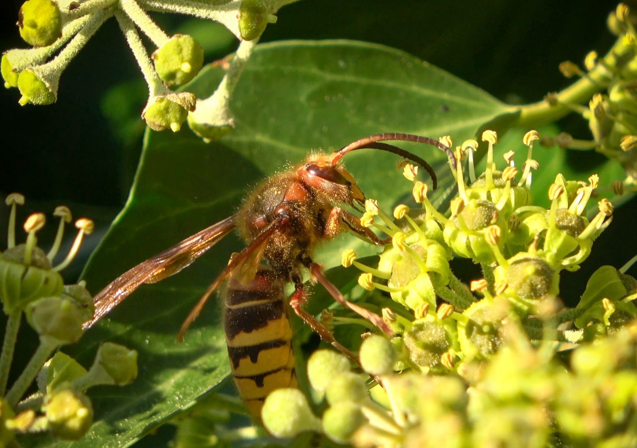 Pszczoła pożywiająca się na żółtych kwiatach bluszczu