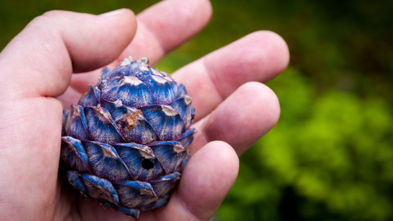 Szyszka sosny limby. W pierwszym roku szyszki są małe, pokryte fioletowym nalotem