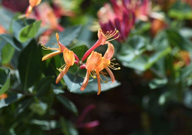 Lonicera henry, czyli wiciokrzew Henry'ego. Zimozielone pnącze idealne na osłonięte balkony