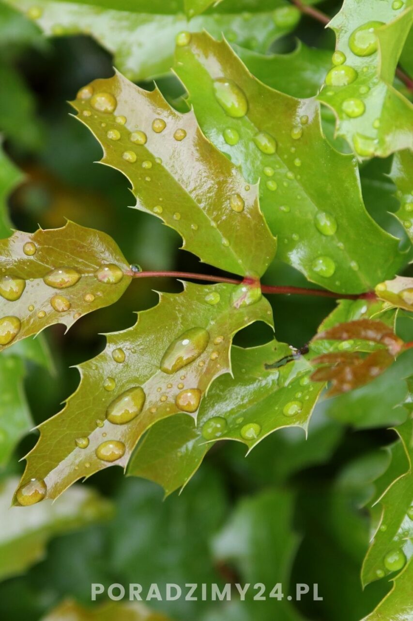 Zimozielone liście mahonii doskonale zastąpią ostrokrzew