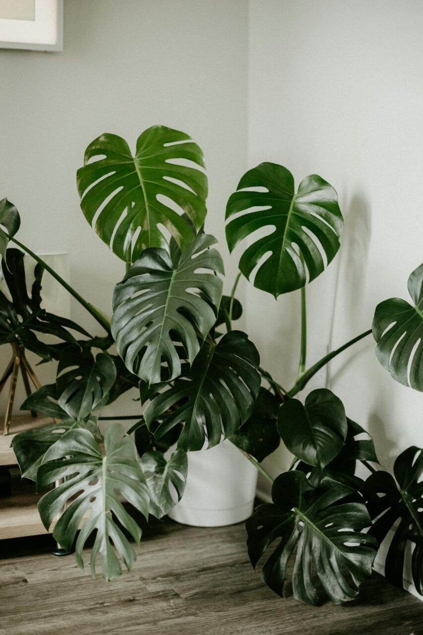 Okazała monstera rosnąca w mieszkaniu