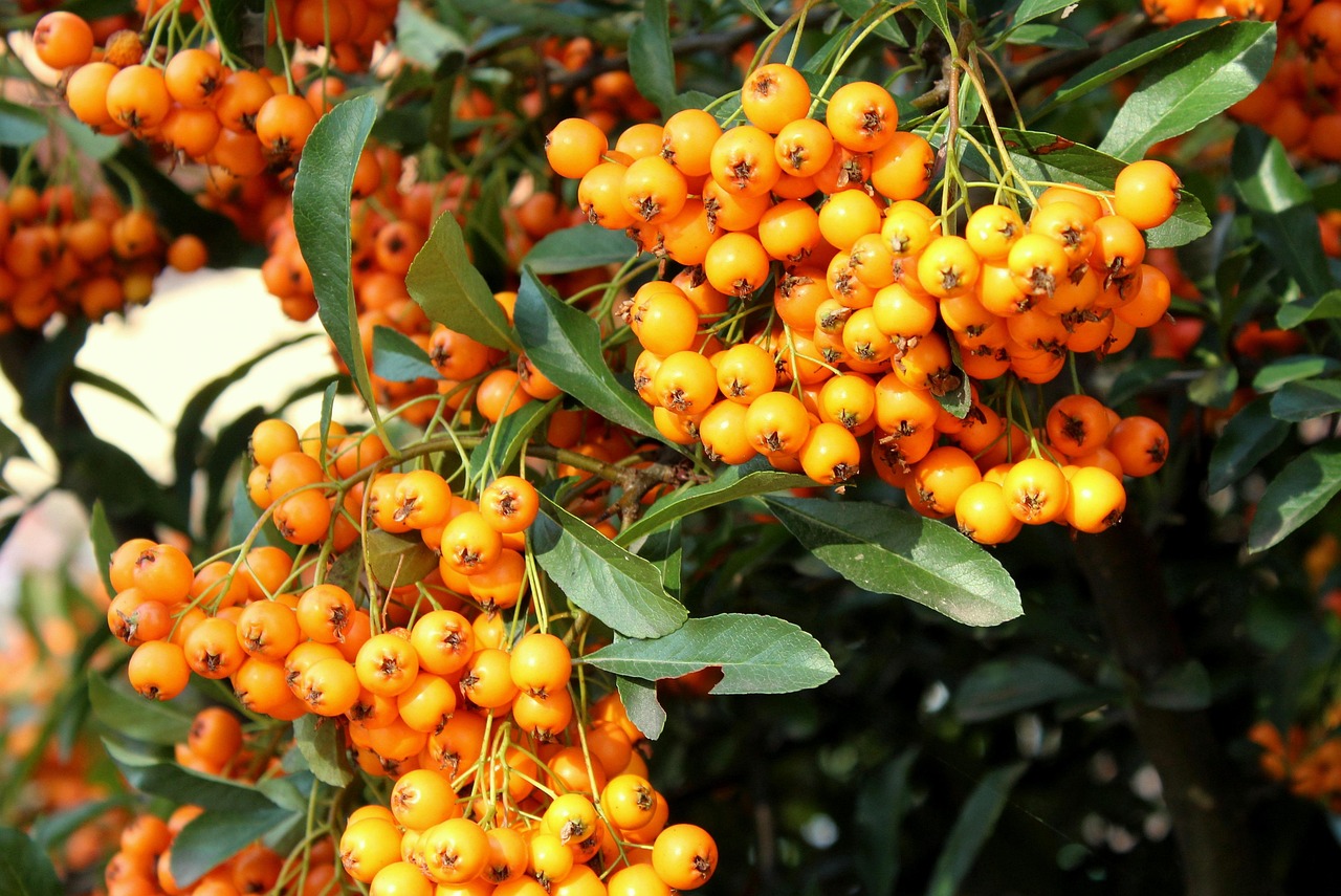 Ognik szkarłatny obsypany pomarańczowymi owocami