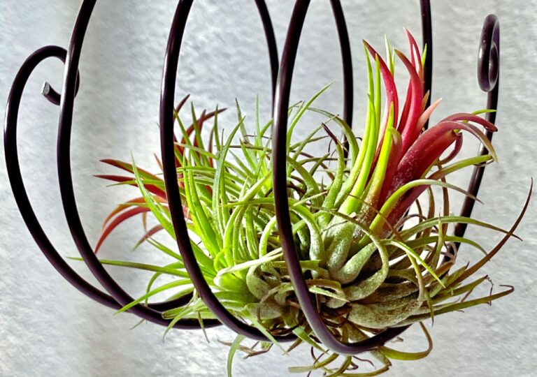 Oplątwa, piękny epifit, rosnący na metalowym stelażu