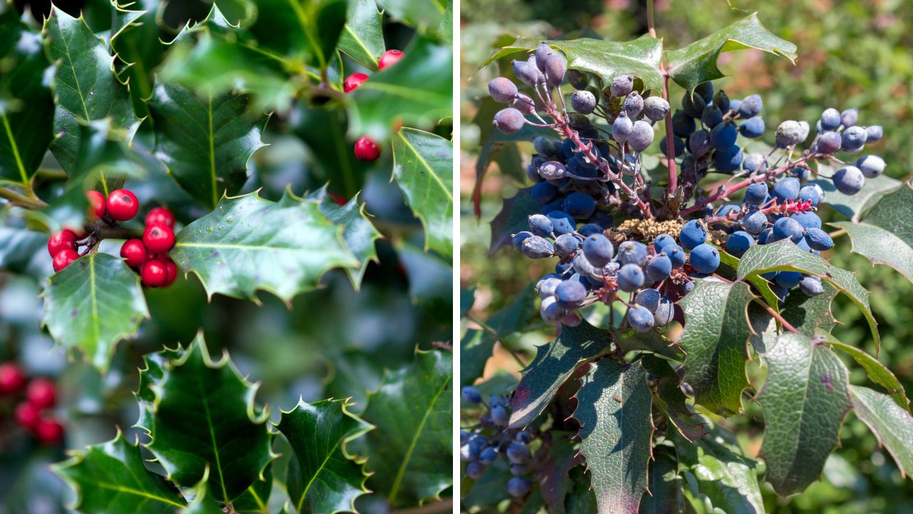 Ostrokrzew i mahonia. Czym różnią się te świąteczne rośliny?