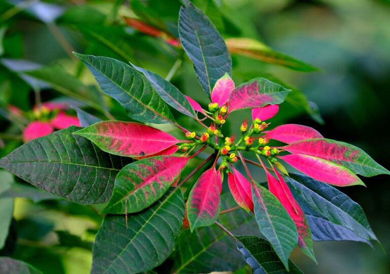 Poinsecja w trakcie wybarwiania przylistków z zielonych na różowe