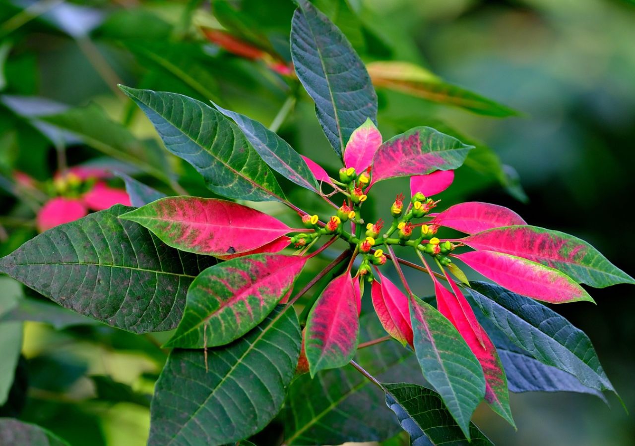 Poinsecja w trakcie wybarwiania przylistków z zielonych na różowe