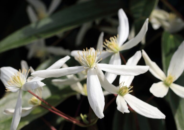 Białe kwiaty powojnika armandii, cieniolubnego pnącza na balkony