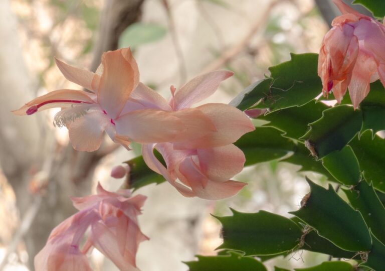 Kwitnąca szlumbergera, czyli epifityczny kaktus rosnący w wilgotnych lasach Brazylii