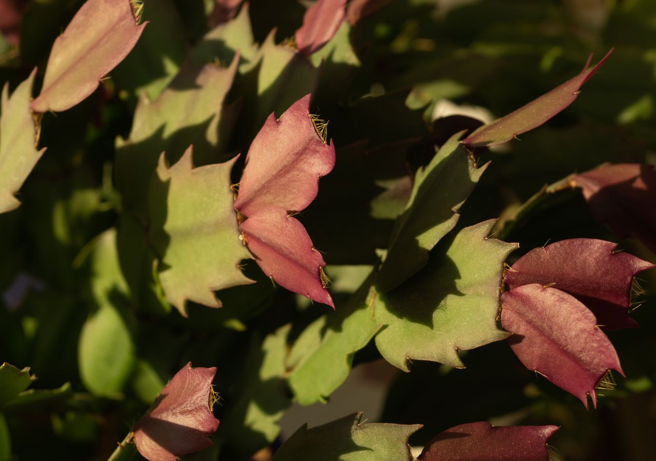 Liście szlumbergery, czyli przekształcone kolce