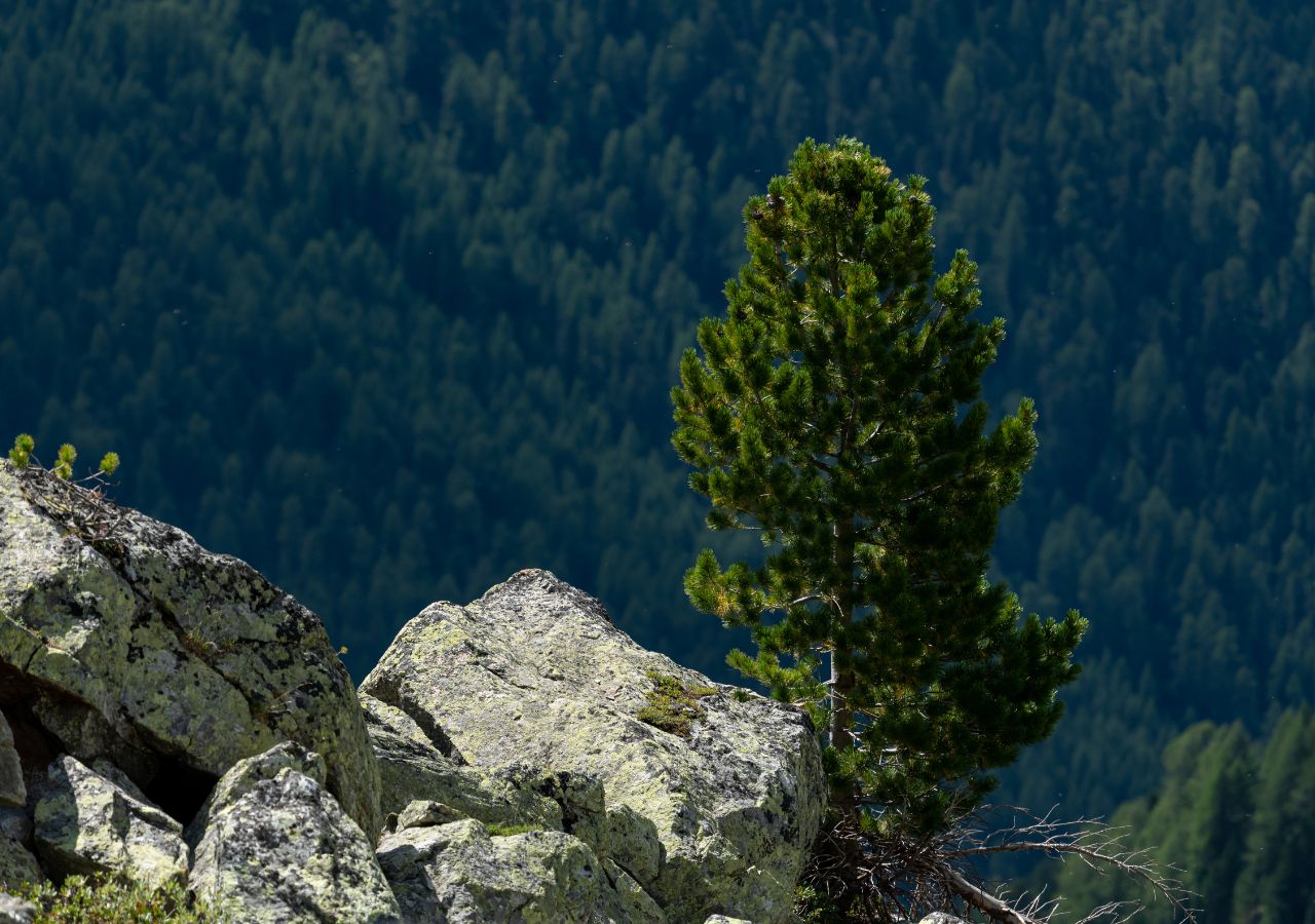 Limba rosnąca na skalnym zboczu. Majestatyczny symbol Tatr