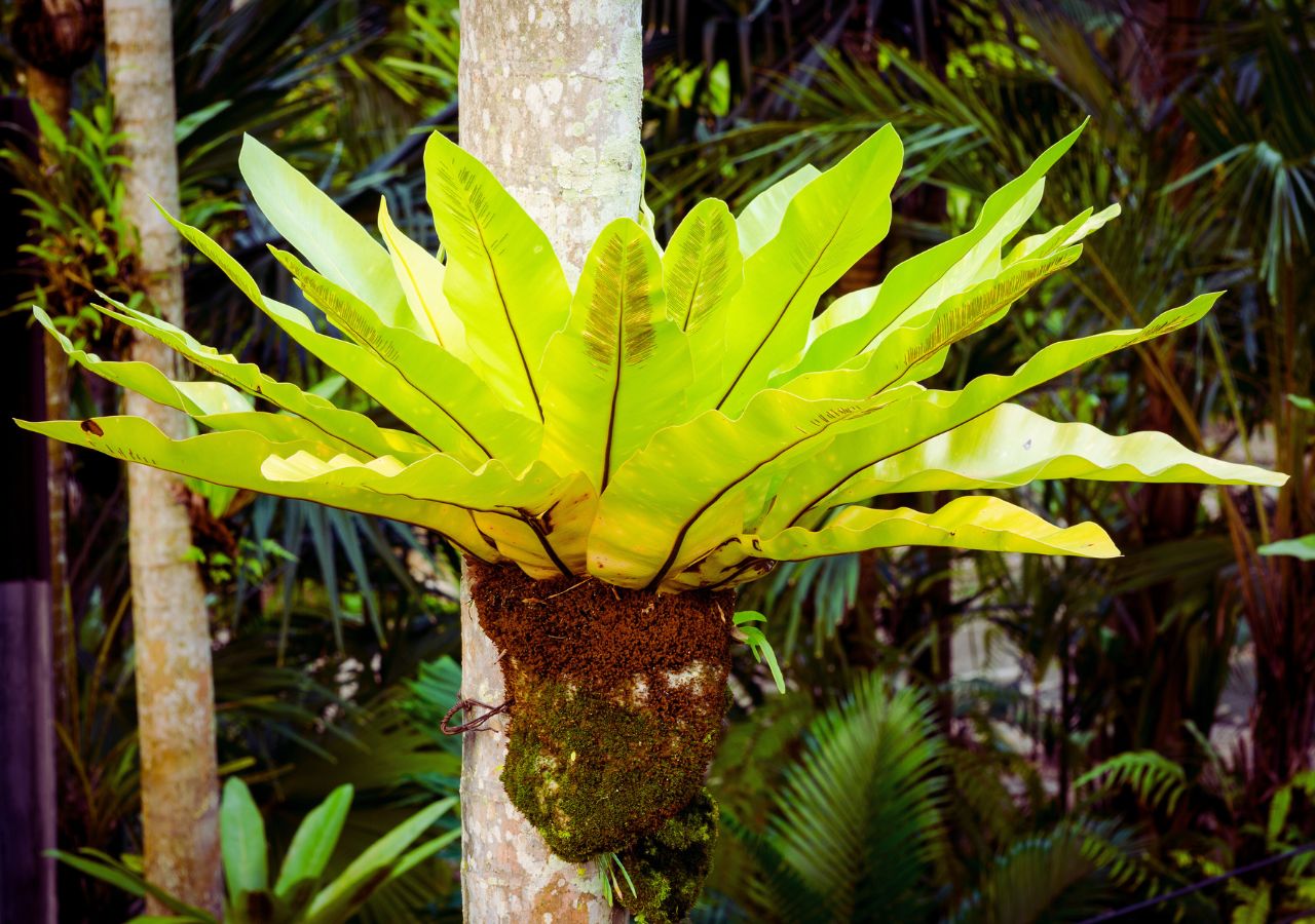 Asplenium nidus, czyli zanokcica gniazdowa. Epifityczna paproć w ogrodzie botanicznym