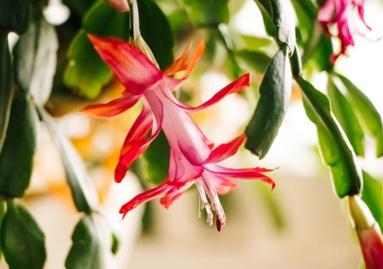 Kwitnący grudnik. Odpowiednie sąsiedztwo innych roślin może pomóc w rozwoju kwiatów