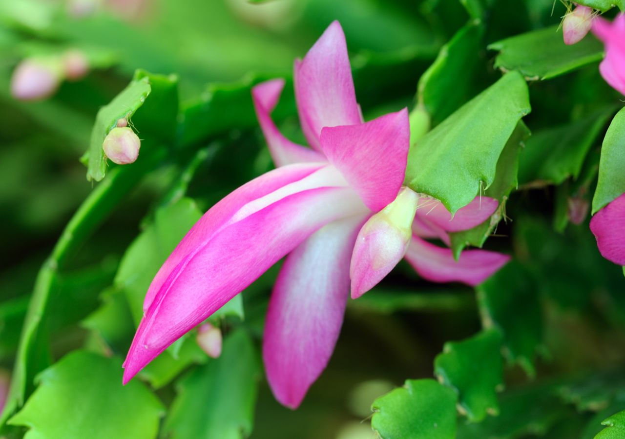 Kwiat oraz pąki różowego grudnika