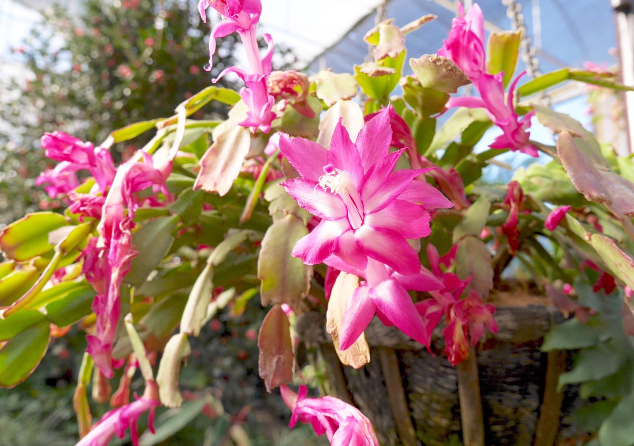 Szlumbergera, która zaczyna więdnąć