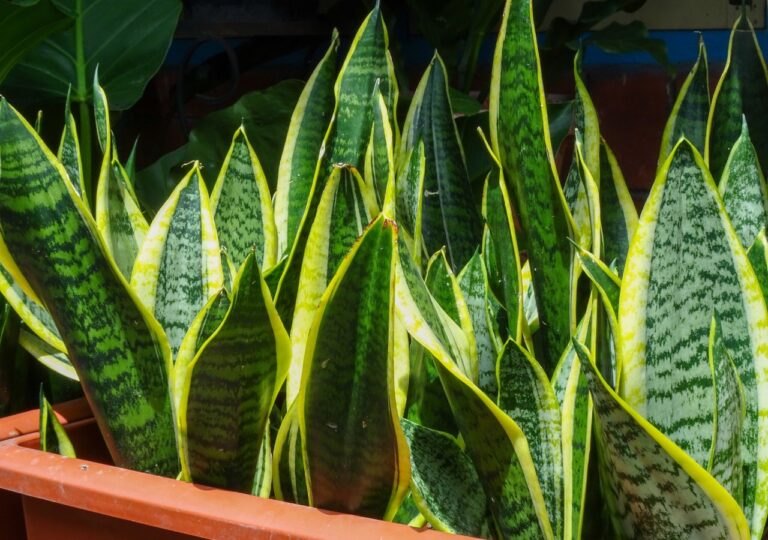 Bujnie rosnąca sansewieria dzięki domowej odżywce z buraka