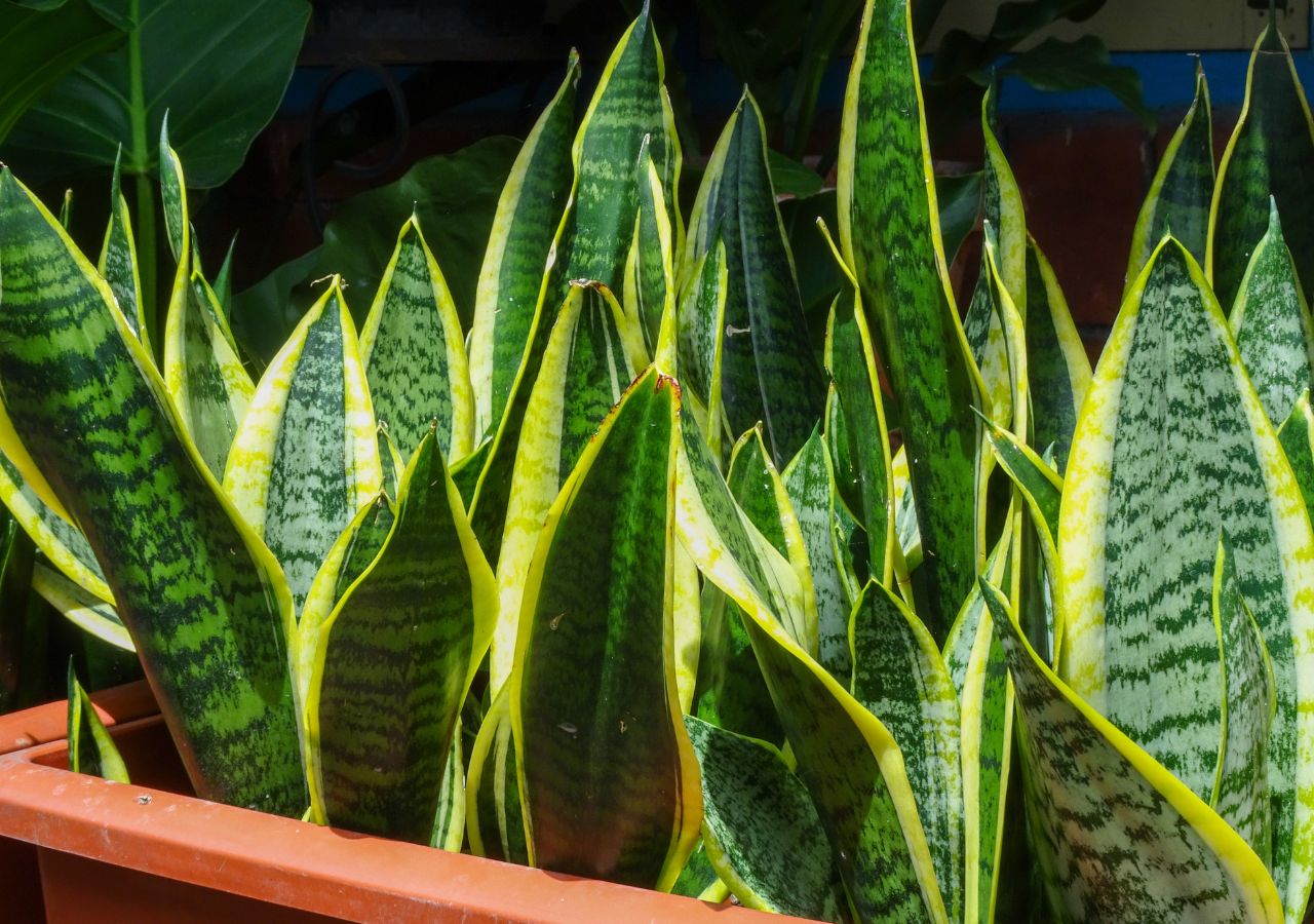 Bujnie rosnąca sansewieria dzięki domowej odżywce z buraka