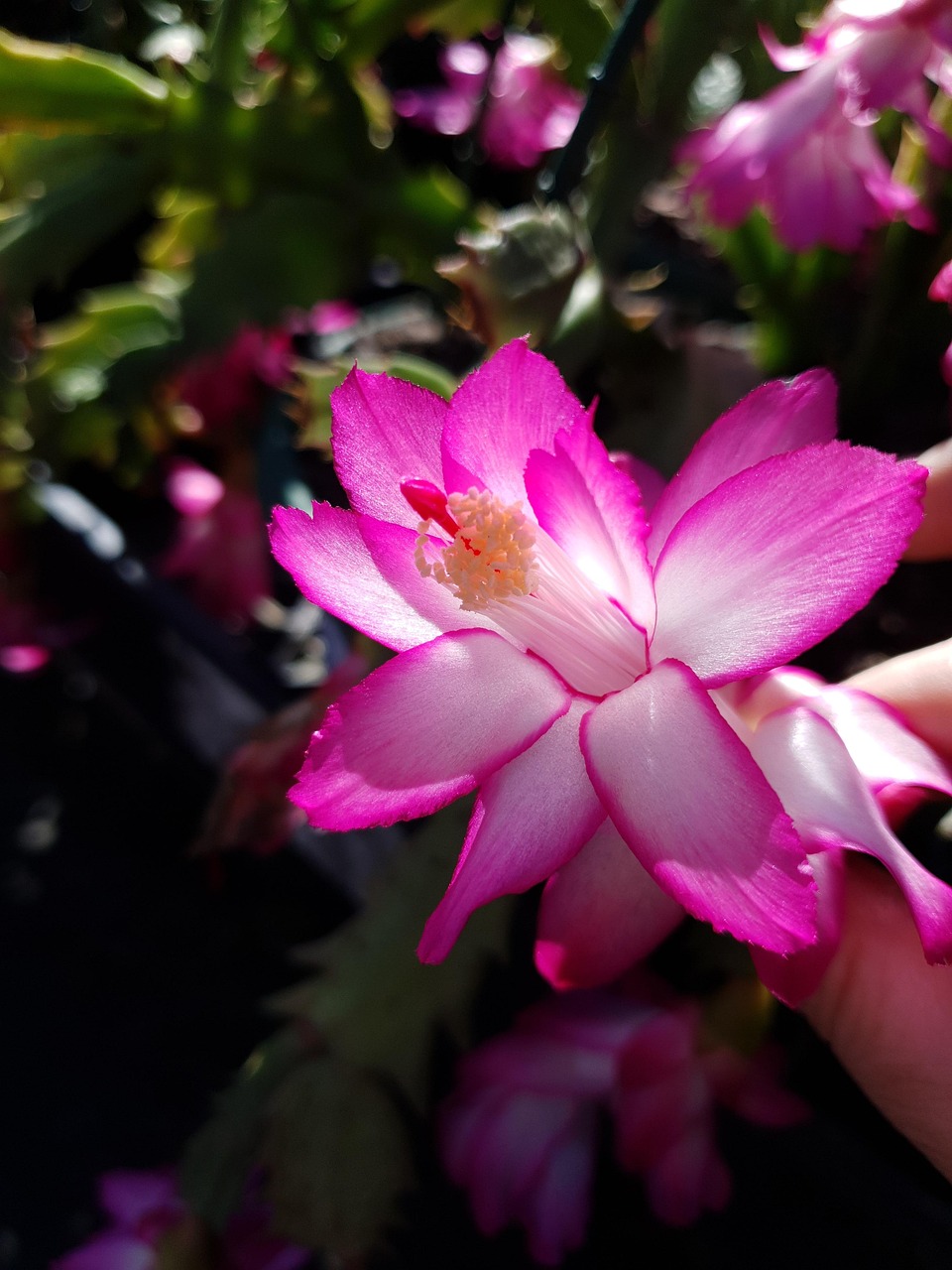 Kwitnący na różowo zygocactus, czyli grudnik. Nazywany jest także kaktusem Bożego Narodzenia z uwagi na czas kwitnienia