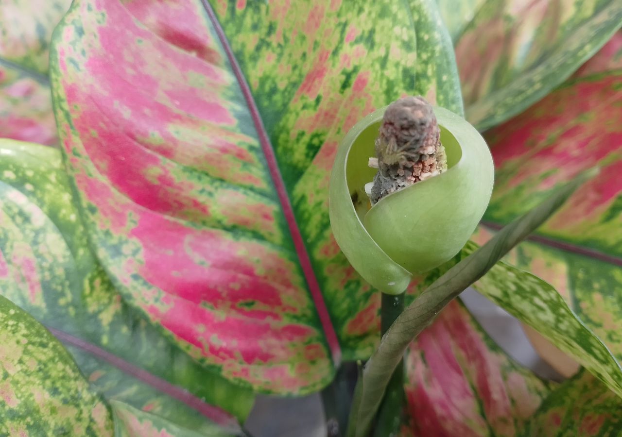 Kwitnąca aglaonema. Kwiat w warunkach domowych pojawia się bardzo rzadko