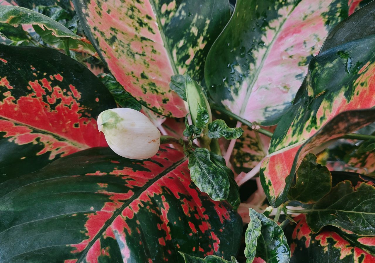 Kwitnąca aglaonema. Roślina kwitnie w domu bardzo rzadko
