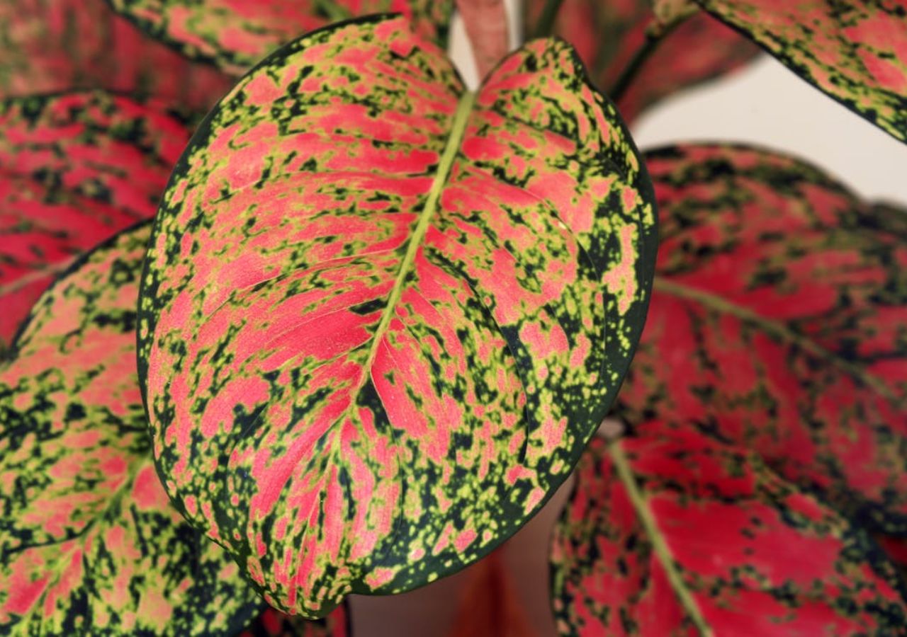 Liście aglaonemy pokryte są wzorami w różnych kolorach - od zieleni i czerwieni po srebrzystą biel