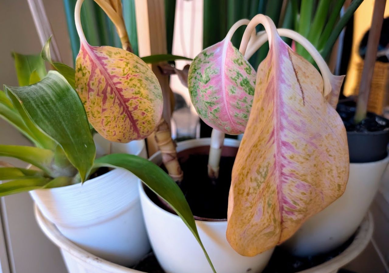 Aglaonema żółknie i traci liście