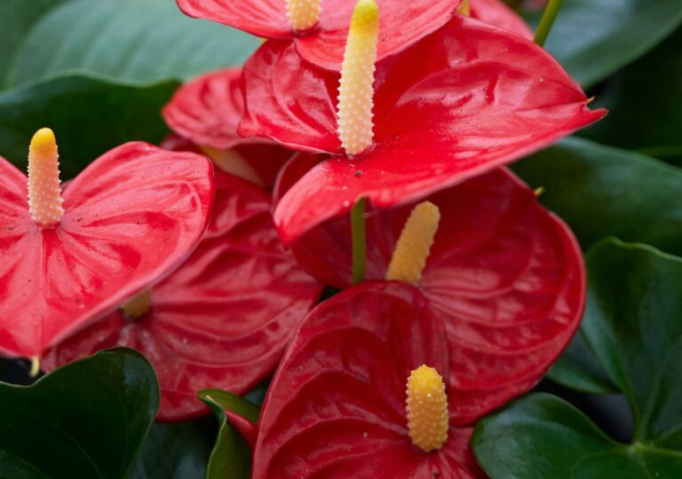 Podlewanie anturium odżywką z cynamonu