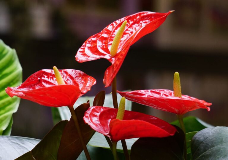 Czerwone anturium, nazywane także kwiatem flaminga