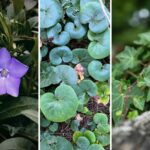 Kwitnący barwinek, kopytnik i bluszcz. Cieniolubne zimozielone rośliny okrywowe do ogrodu