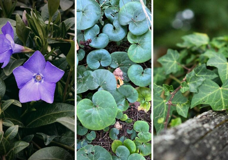 Kwitnący barwinek, kopytnik i bluszcz. Cieniolubne zimozielone rośliny okrywowe do ogrodu