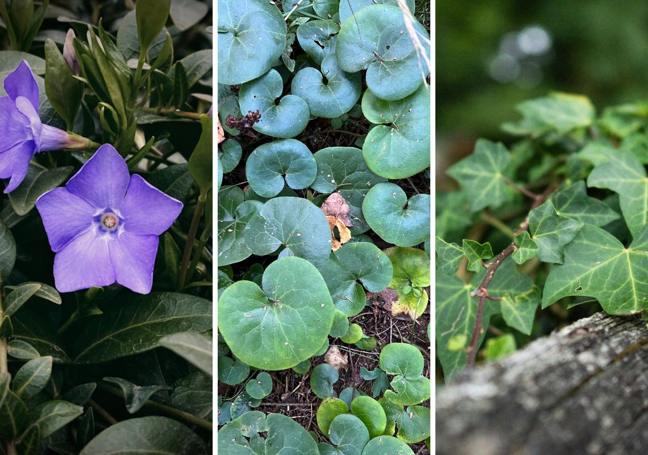 Kwitnący barwinek, kopytnik i bluszcz. Cieniolubne zimozielone rośliny okrywowe do ogrodu