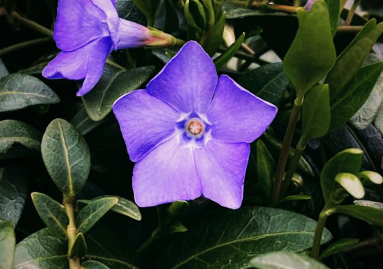 Fioletowe kwiaty barwinka pojawiają się już wczesną wiosną