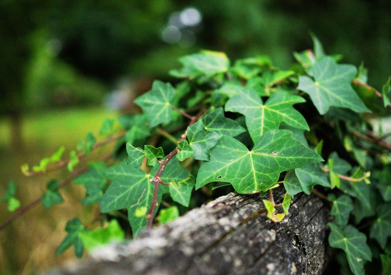 Bluszcz bywa schronieniem dla ptaków zimą, dlatego warto posadzić go w ogrodzie