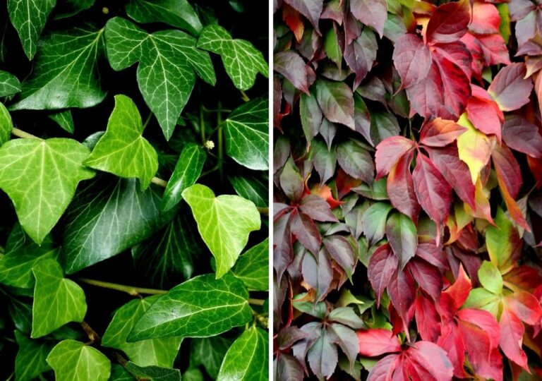 Zielony bluszcz i przebarwiony na czerwono winobluszcz