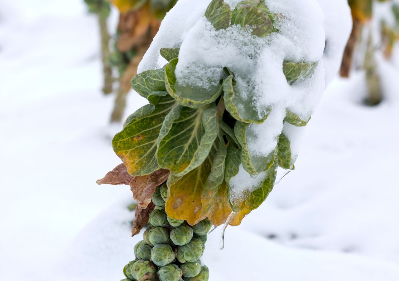 Brukselka pod śniegiem