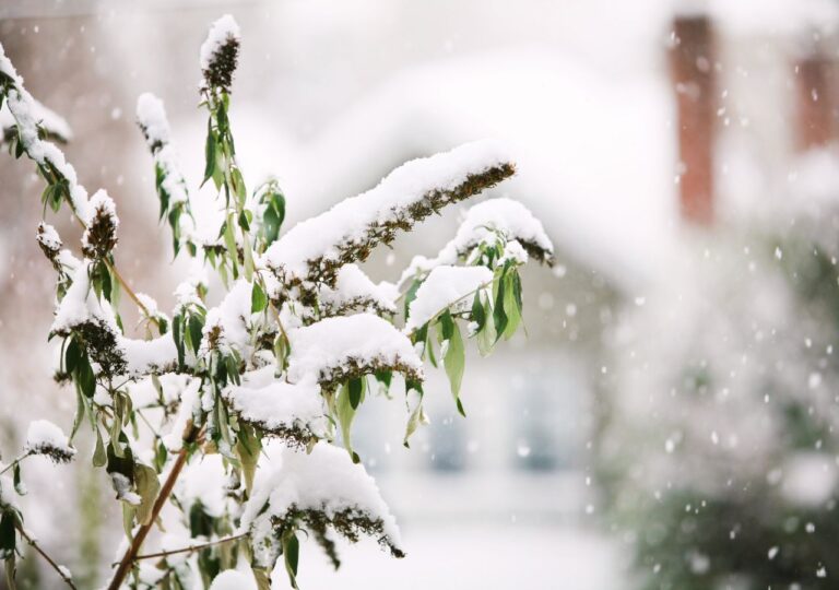 Budleja Dawida przysypana śniegiem