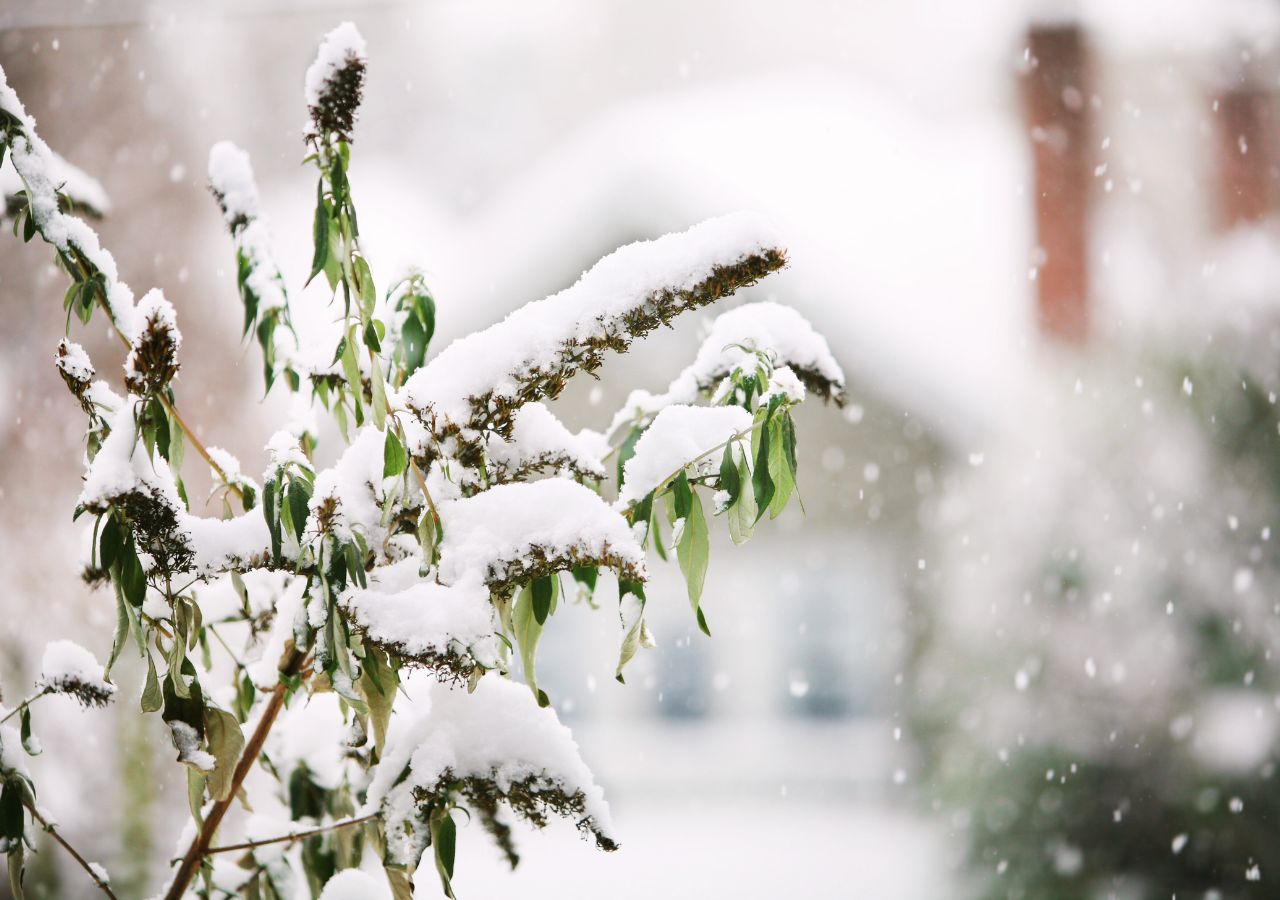 Budleja Dawida przysypana śniegiem