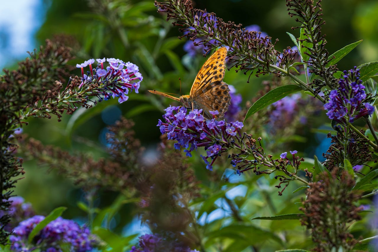 Budleja Dawida nazywana jest motylim krzewem, ponieważ wabi te owady