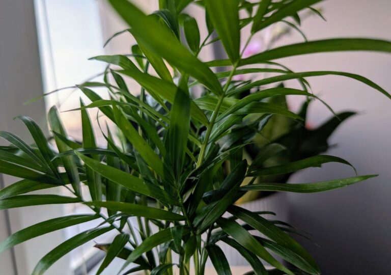 Gdzie ustawić palmę koralową w mieszkaniu?