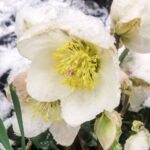 Biały ciemiernik, nazywany zimową różą lub różą Bożego Narodzenia